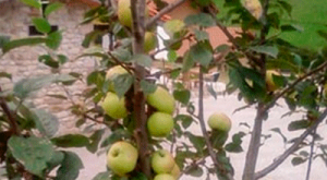 comprar vinagre de manzana ecológico valleoscuru