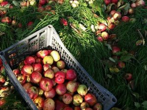 sidra valleoscuru tienda manzanas