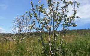 verano en valleoscuru