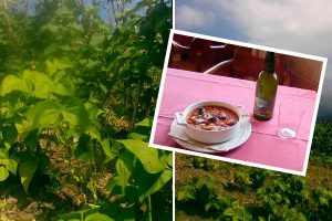 huerta ecololica valleoscuru